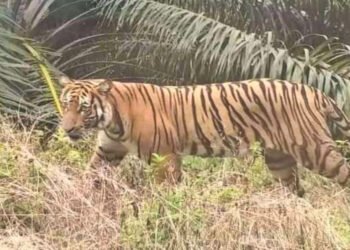 Ancaman Harimau Sumatera, Disdik Inhil Terapkan Kebijakan Belajar dari Rumah bagi Siswa