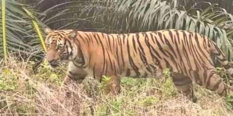 Ancaman Harimau Sumatera, Disdik Inhil Terapkan Kebijakan Belajar dari Rumah bagi Siswa