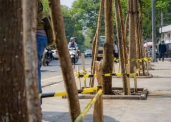 Pohon di Jalan R.E. Martadinata Bandung Dipulihkan, Pelanggar Didenda Rp10 Juta per Pohon