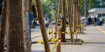 Pohon di Jalan R.E. Martadinata Bandung Dipulihkan, Pelanggar Didenda Rp10 Juta per Pohon